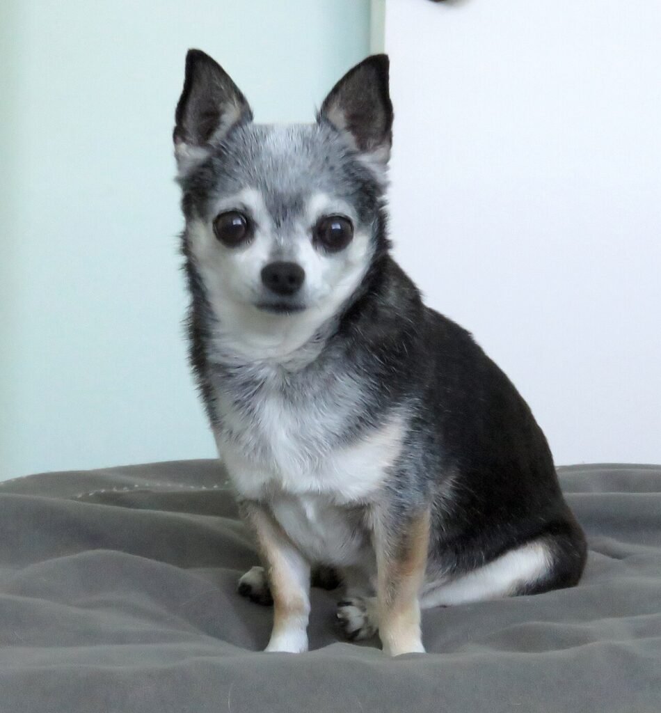 Chihuahua tricolore à tête de pomme assis