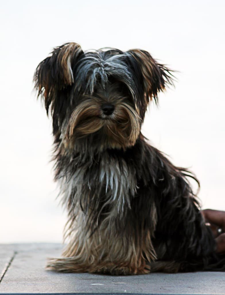 Yorkshire terrier au poil long assis