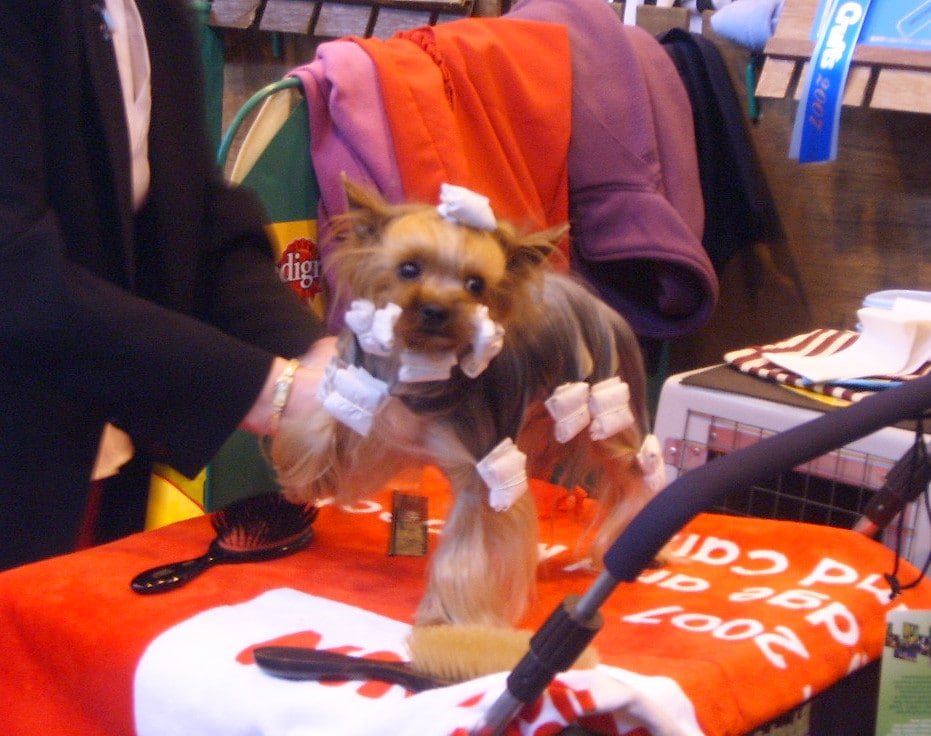 Yorkshire terrier aux poils protégés par des papillotes avant une exposition