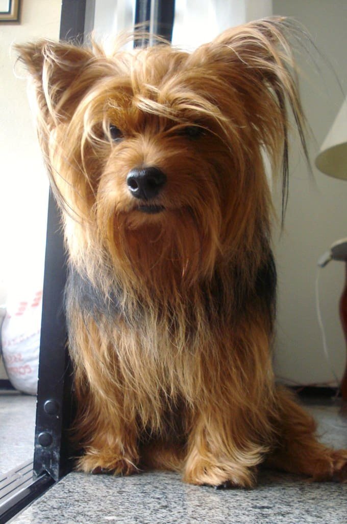 Yorkshire terrier au long poil feu