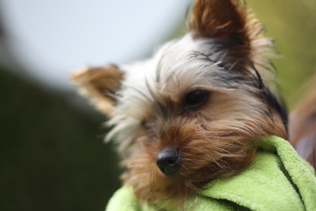TĂȘte de Yorkshire terrier en gros plan