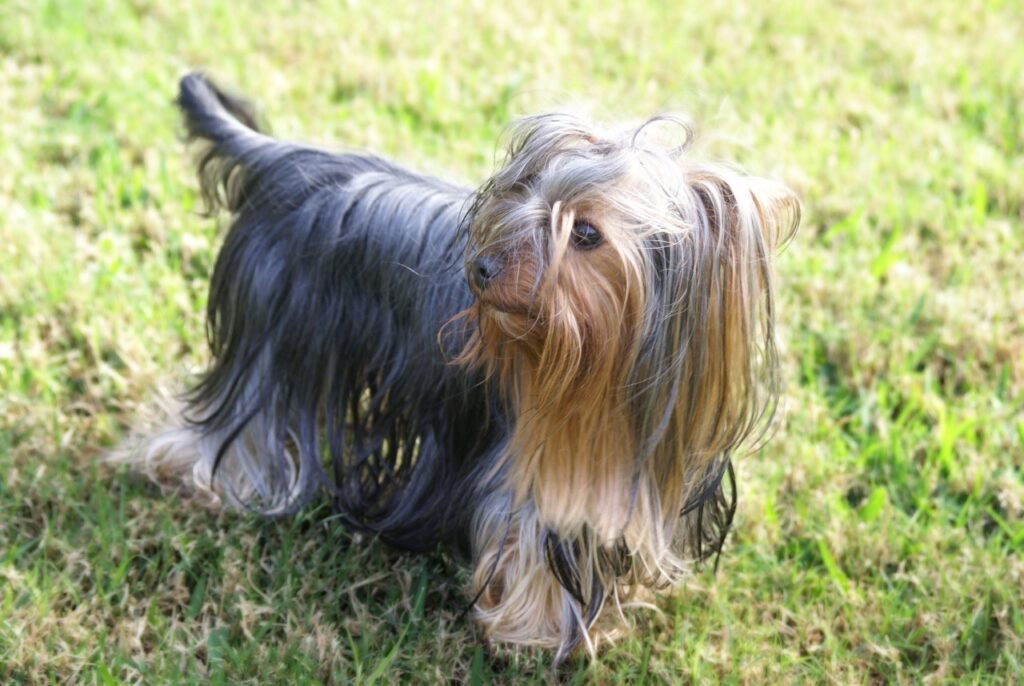 Yorkshire terrier au poil long dans lâherbe
