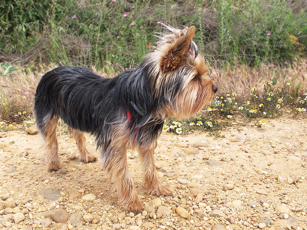 Yorkshire terrier en marche sur un chemin