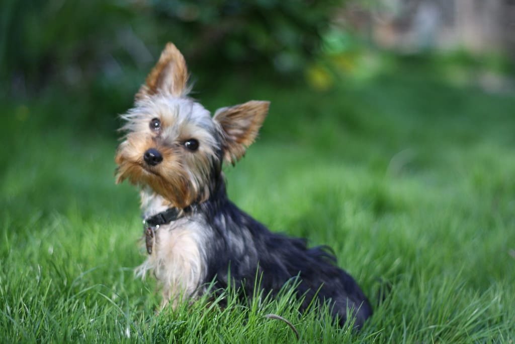Yorkshire terrier assis dans lâherbe, de profil