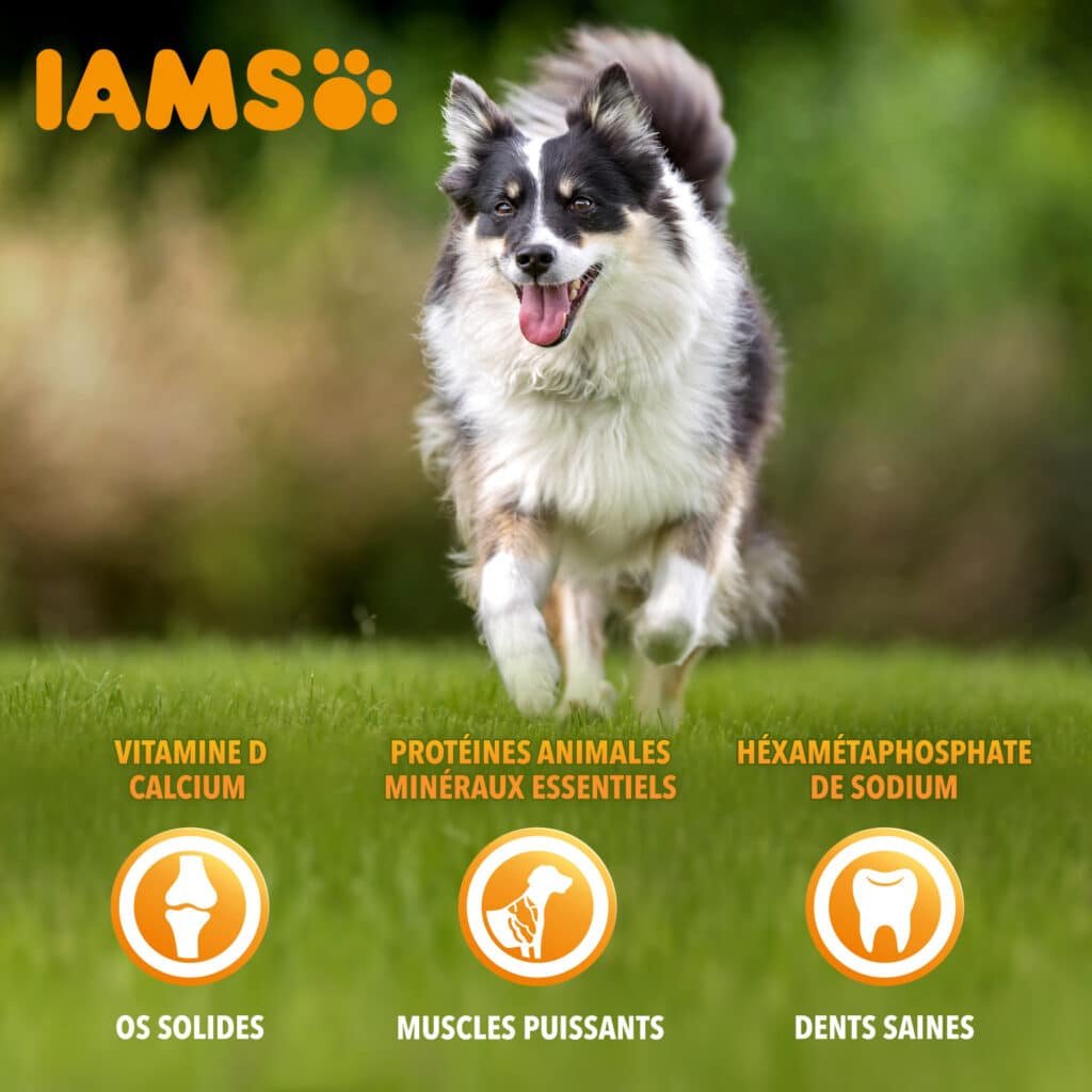 Visuel officiel Iams for Vitality pour chien adulte : chien qui court, vitamine D, calcium et protéines animales